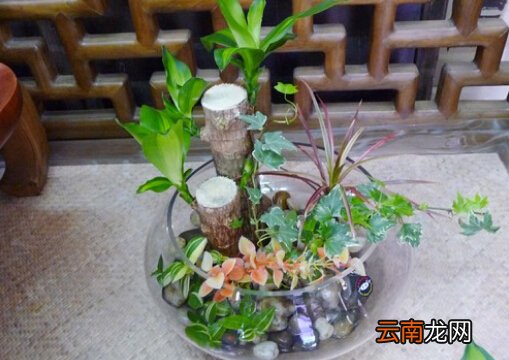 巴西木的风水学应用-巴西木在家居中的作用