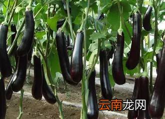 吃茄子的好处 它竟然能治疗七种疾病