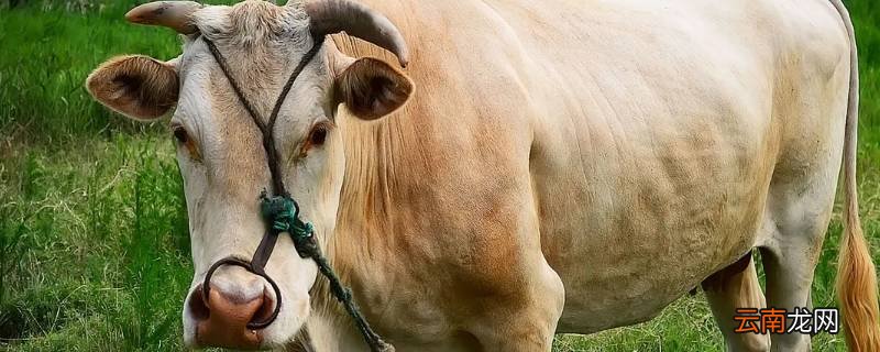 牛是哺乳动物吗