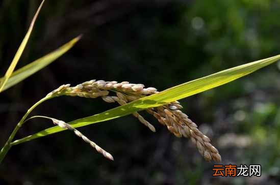 大米好不好吃是什么决定的 这4点影响味道