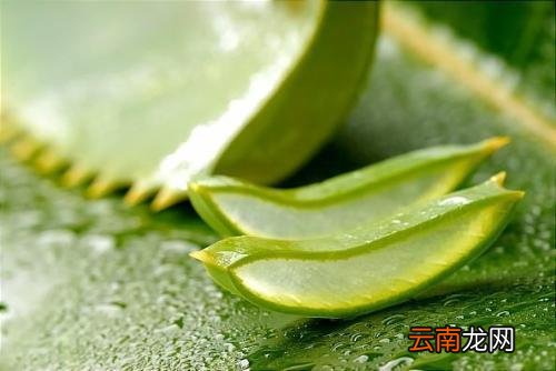 芦荟茶的功效与作用 芦荟泡茶喝功效十足