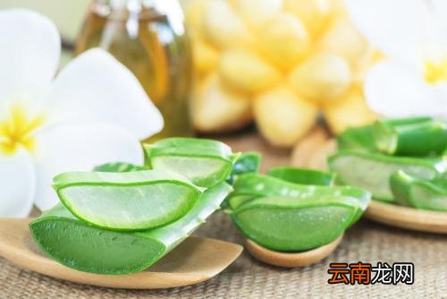 芦荟茶的功效与作用 芦荟泡茶喝功效十足