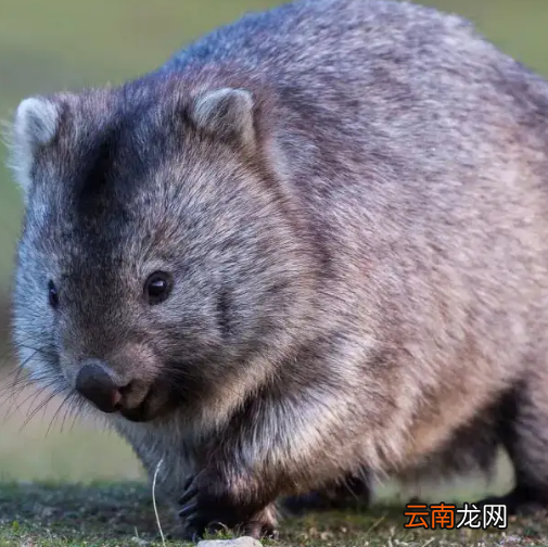 会爬树的动物