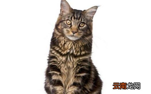 缅因猫怎么养？缅因猫的生活习性