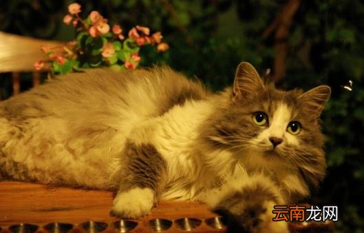 挪威森林猫的简介-挪威森林猫怎么养？