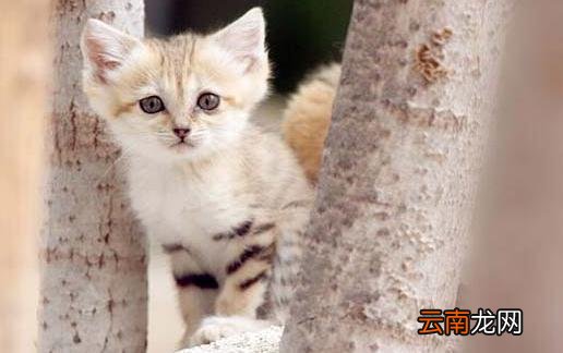 沙猫的简介-沙猫多少钱一只？