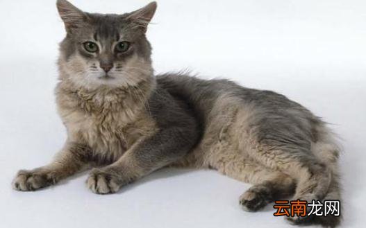 索马里猫是什么？索马里猫怎么养？
