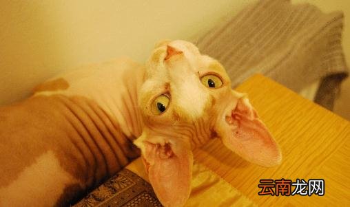 斯芬克斯猫怎么养？斯芬克斯猫的生活习性