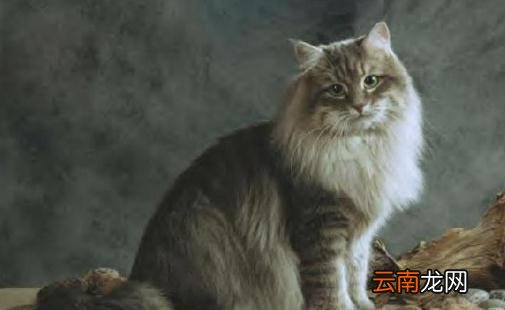 西伯利亚森林猫的生活习性是什么？