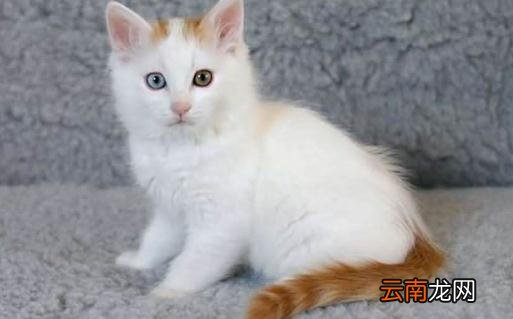 土耳其梵猫的生活习性-土耳其梵猫的简介