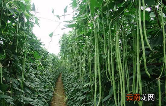 豇豆不熟会中毒吗 吃没熟的豇豆容易中毒