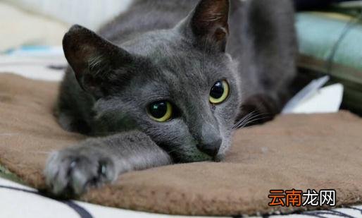 俄罗斯蓝猫的简介-俄罗斯蓝猫的生活习性