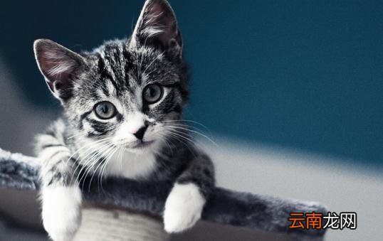 虎斑猫的简介-虎斑猫怎么养？