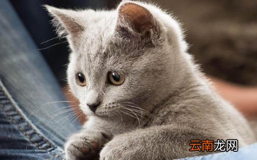 卡尔特猫的简介-卡尔特猫多少钱一只？
