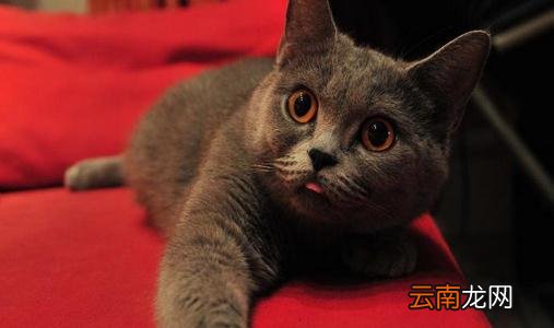 英国短毛猫的简介-英国短毛猫怎么养?