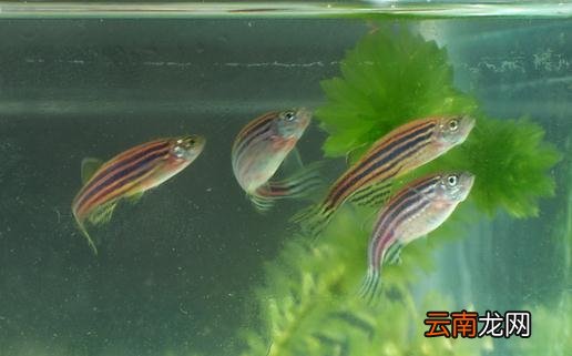 斑马鱼的品种介绍-斑马鱼怎么样？