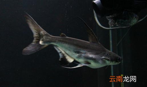 成吉思汗鱼的寿命-成吉思汗鱼的品种介绍