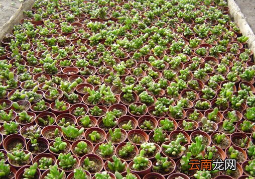 筒叶花月的风水学应用-筒叶花月的养殖方法