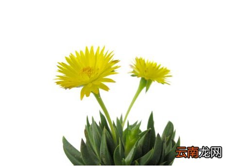 黄花照波与家居风格的搭配-黄花照波的风水学应用