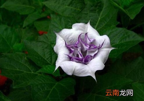 曼陀罗花的介绍-曼陀罗花对家居环境的影响