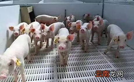 怎么帮助仔猪渡过断奶期 这五个诀窍分享给大家
