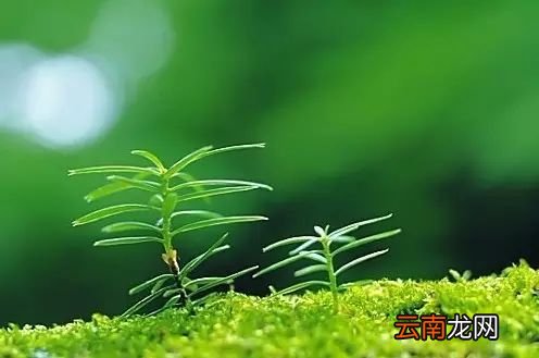 野菜的吃法及功效 10种应季野菜及药效