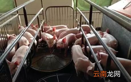 怎么帮助仔猪渡过断奶期 这五个诀窍分享给大家