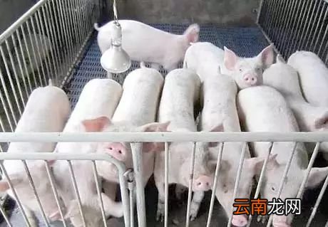 怎么帮助仔猪渡过断奶期 这五个诀窍分享给大家