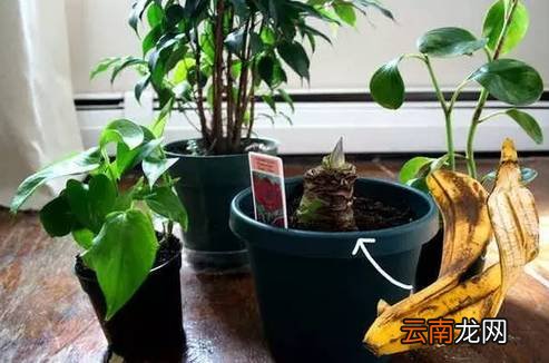 香蕉皮的妙用 香蕉皮竟有这么多用处