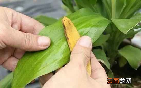 香蕉皮的妙用 香蕉皮竟有这么多用处