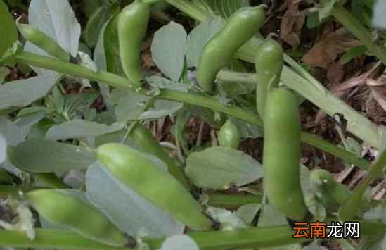 蚕豆食谱做法大全集 蚕豆怎么做最好吃