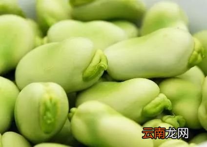 蚕豆食谱做法大全集 蚕豆怎么做最好吃