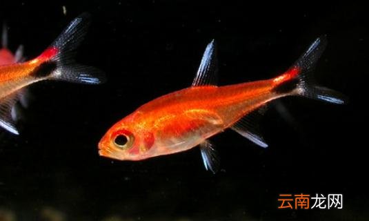 灯鱼的品种介绍-灯鱼怎么样？