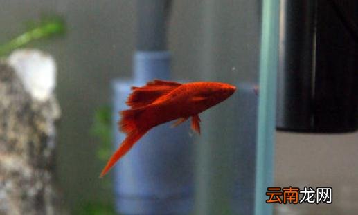 红箭鱼的品种介绍-红箭鱼怎么样？