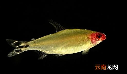 红鼻剪刀怎么样？红鼻剪刀是什么鱼？