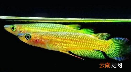 鳉鱼的品种介绍-鳉鱼怎么样？