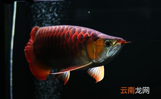 红龙鱼的如何养护？养红龙鱼好吗？