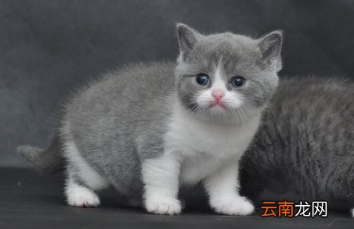 怎么训练可爱猫咪学握手