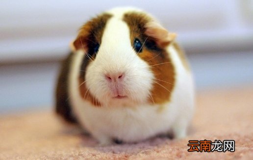 选购荷兰猪需要注意哪些地方