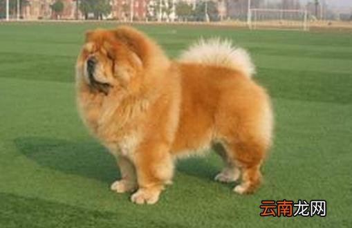 挑选标准松狮犬前必看技巧