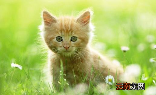 如何训练猫咪排泄习惯