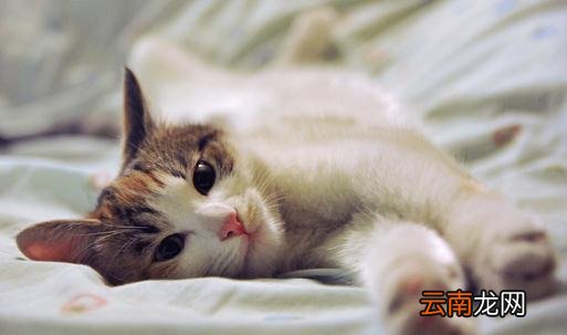 如何照顾好怀孕的猫咪