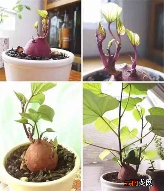 吃不完的蔬菜有什么用处 7天可变成漂亮盆栽
