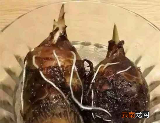 吃不完的蔬菜有什么用处 7天可变成漂亮盆栽
