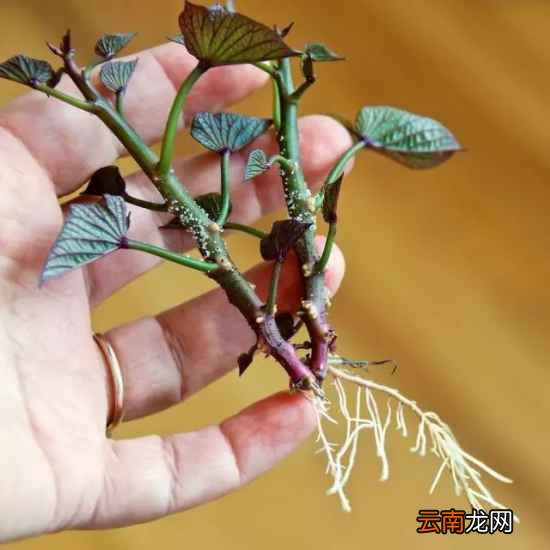 吃不完的蔬菜有什么用处 7天可变成漂亮盆栽