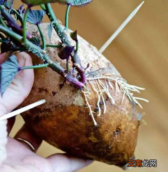 吃不完的蔬菜有什么用处 7天可变成漂亮盆栽