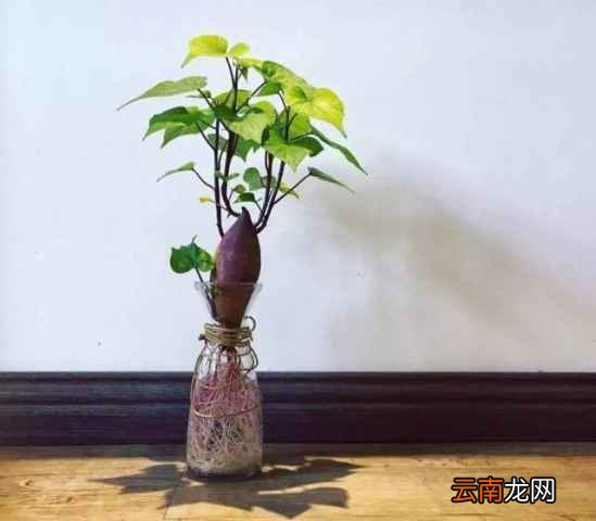 吃不完的蔬菜有什么用处 7天可变成漂亮盆栽
