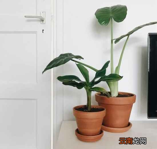 吃不完的蔬菜有什么用处 7天可变成漂亮盆栽