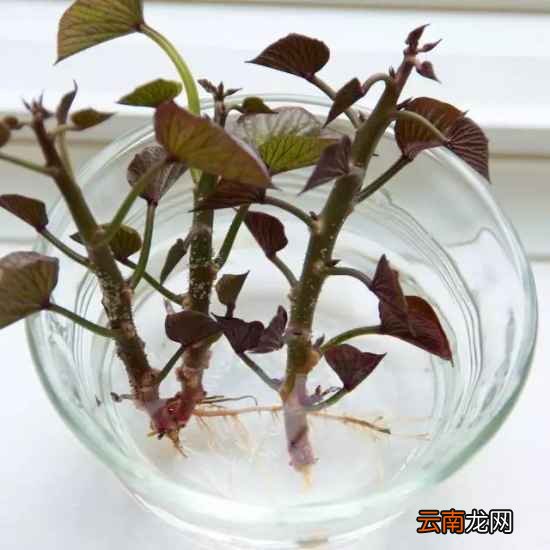 吃不完的蔬菜有什么用处 7天可变成漂亮盆栽