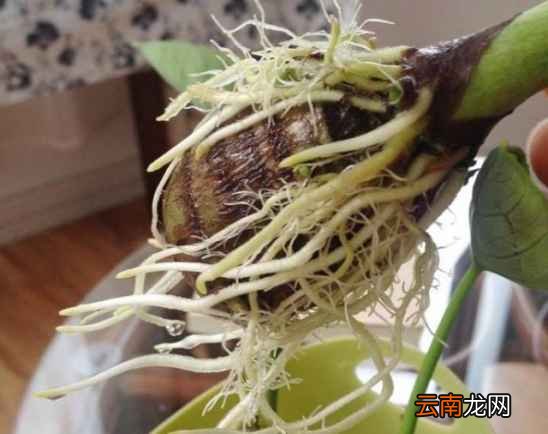 吃不完的蔬菜有什么用处 7天可变成漂亮盆栽
